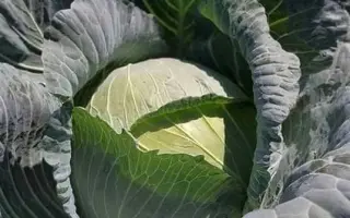 Sombrero F1 / Сомбреро F1