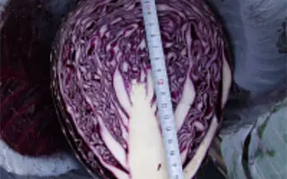 Fuego F1 / Фуєго F1