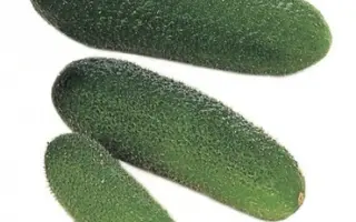 12-102 RZ F1 / 12-102 РЗ F1