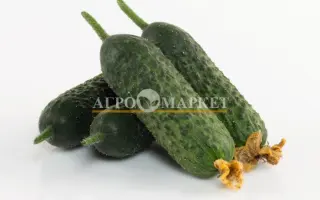 Absolut / Абсолют