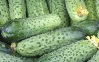 Avalanche / Аваланж