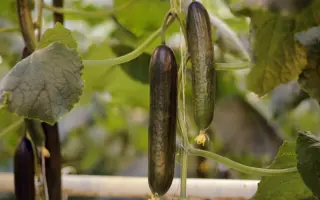 Avanturin / Авантюрін