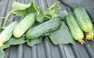 Avensis / Авенсіс