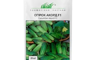 Akord F1 / Акорд F1