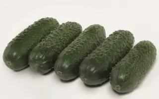 Alshany / Альшани