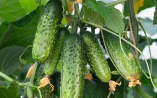 Amant F1 / Амант F1