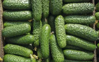 Amarok / Амарок