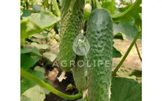 AMERIGO / АМЕРІГО