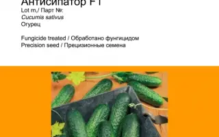 Anticipator / Антісіпатор