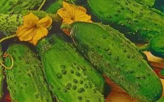 Anulka F1 / Анулька F1