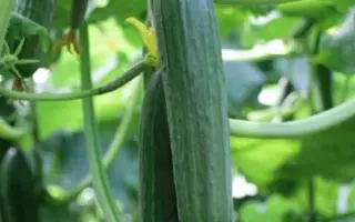 Ardito / Ардіто