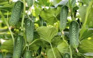 Arktika / Арктіка