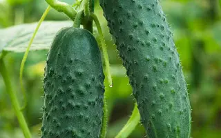 Artist F1 / Артіст F1