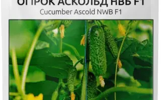 Ascold NWB / Аскольд НВБ