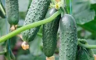 BALKAN / БАЛКАН