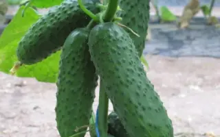 Barvina / Барвіна