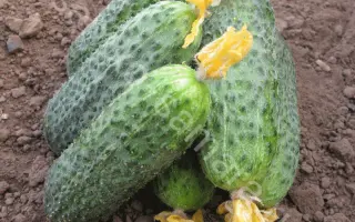 Bettina / Бетіна