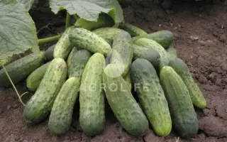 Blanka F1 / Бланка F1