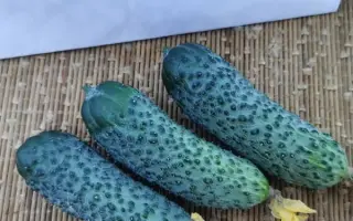 Brutus / Брутус