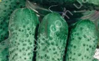 Veresneve zadovolennia / Вересневе задоволення