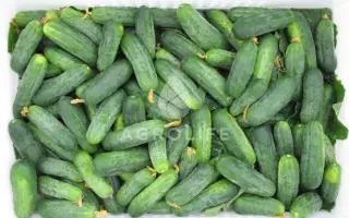 Hektor / Гектор