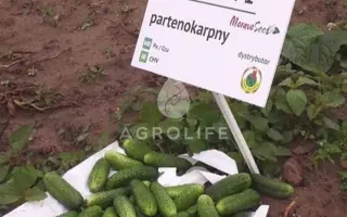 Hermina / Герміна