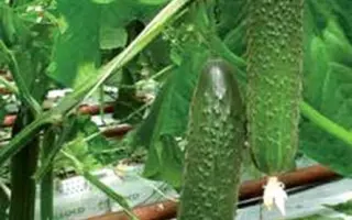 Gefest / Гефест