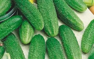 Ginga F1 / Гінга F1