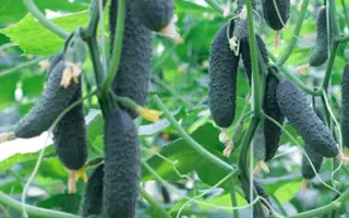 Gunnar / Гуннар