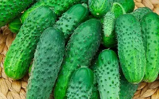 Dalila F1 / Даліла F1