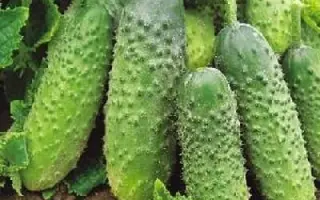 Дарунок осені