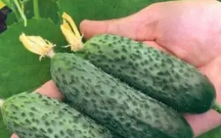 Director / Директор