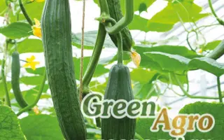 Dee Zire / Ді Зайер