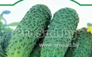 Domani / Домані