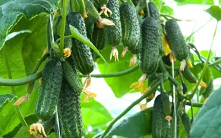 Ekol F1 / Еколь F1