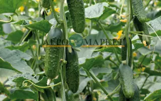 Excelsior / Ексельсіор