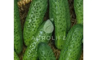 Elisa F1 / Еліза F1