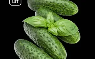 Elitor / Елітор