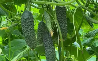 Elvinara / Ельвінара