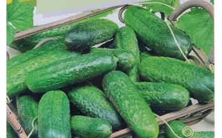 Josefino / Жозефіно