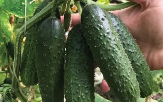 Illonara / Ілонара