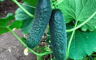 Erlend / Ірленд