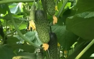 Cantara / Кантара