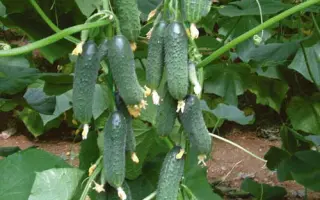 CAPRICORN F1 / КАПРІКОРН F1