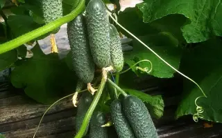 Cassius / Кассіус