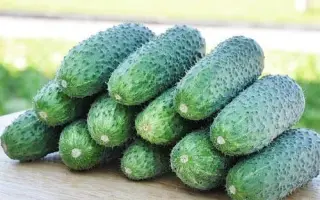 Kibria F1 / Кібрія F1