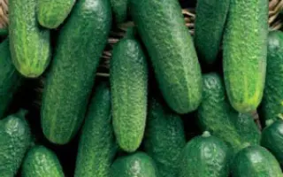 Conny F1 / Конні F1