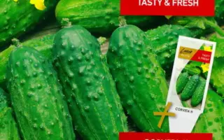 Corveta / Корвета