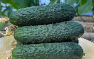 KORVIN / КОРВІН