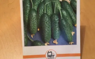 Crispina / Кріспіна